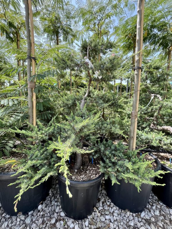 Juniperus conferta Schlager