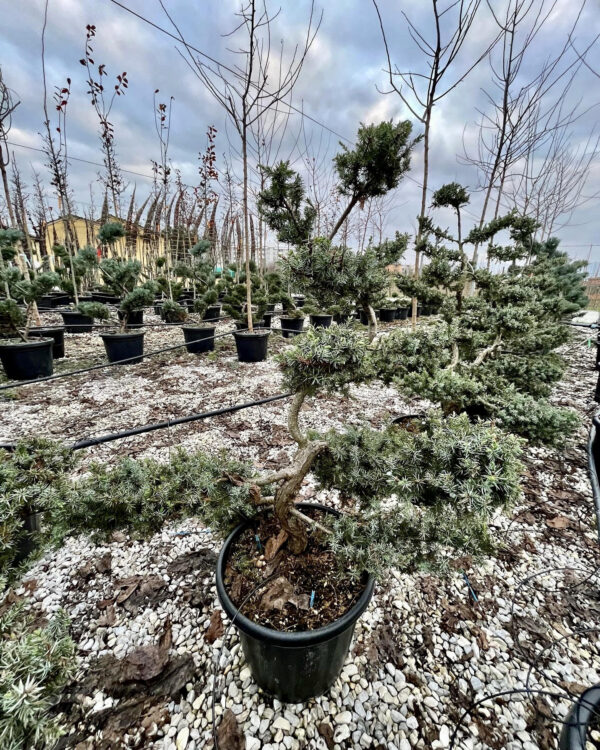 Juniperus conferta schlager pon pon