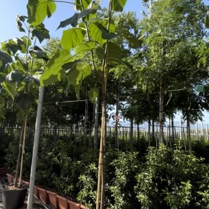 Paulownia Tomentosa