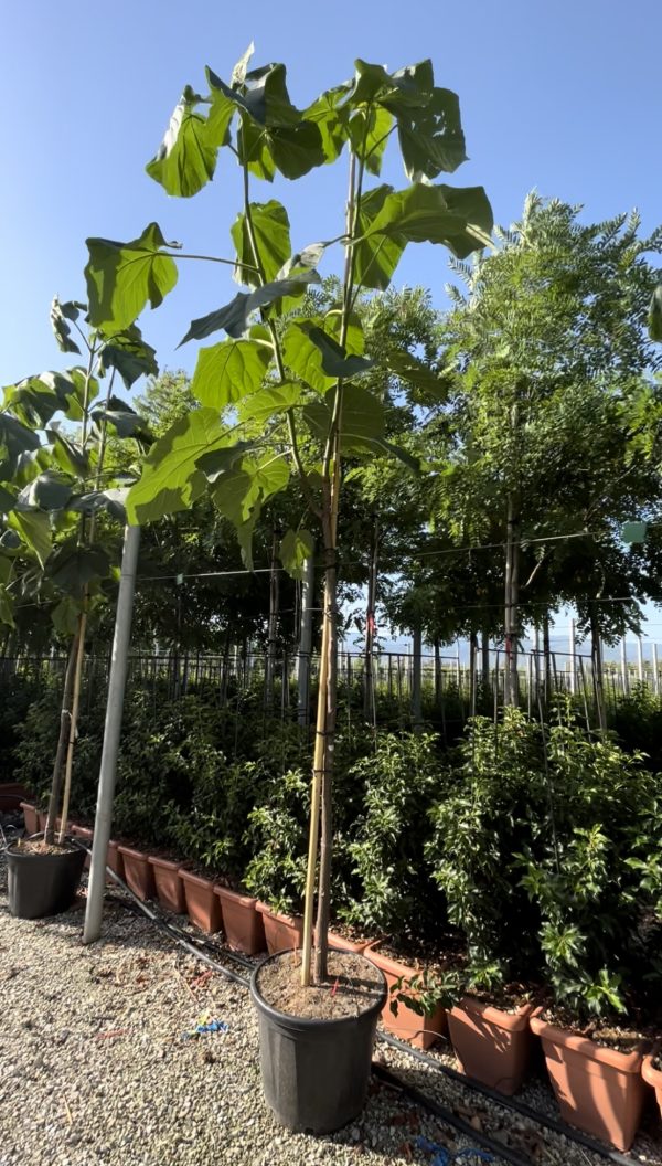 Paulownia Tomentosa