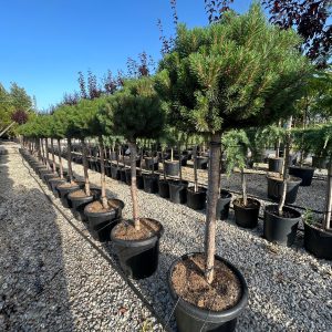 Pinus Mugo Humpy