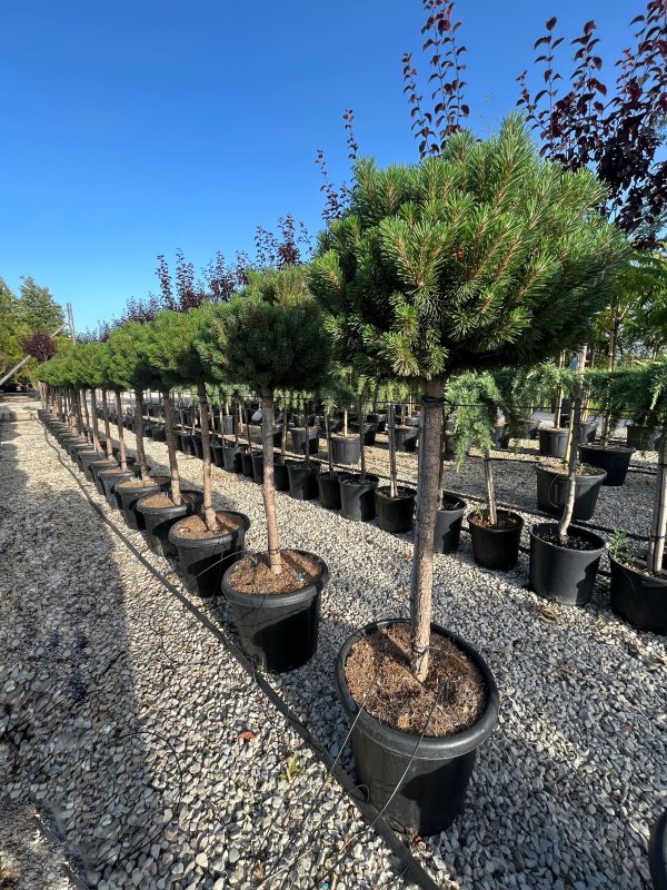 Pinus Mugo Humpy