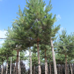 Pinus sylvestris