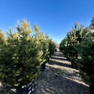 Pinus sylvestris