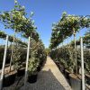 Platanus Acerifolia