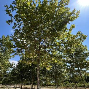 Platanus Acerifolia