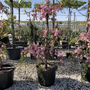 Prunus kiku shidare sakura