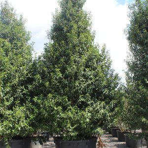 Prunus lusitanica