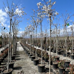 Prunus yedoensis