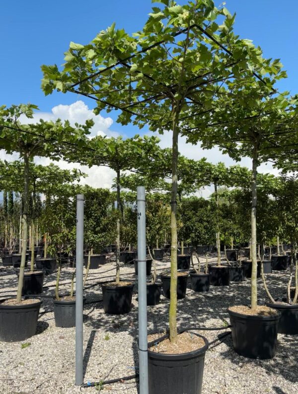 Platanus acerifolia