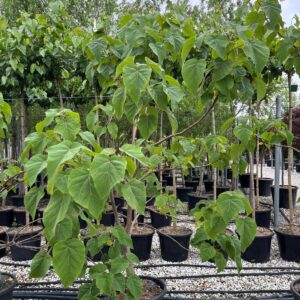 Paulownia fast blue
