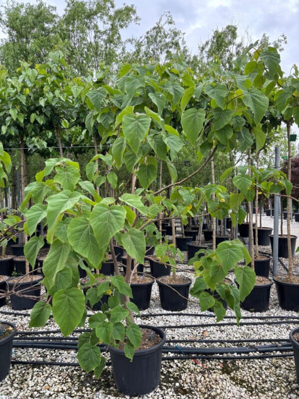 Paulownia fast blue