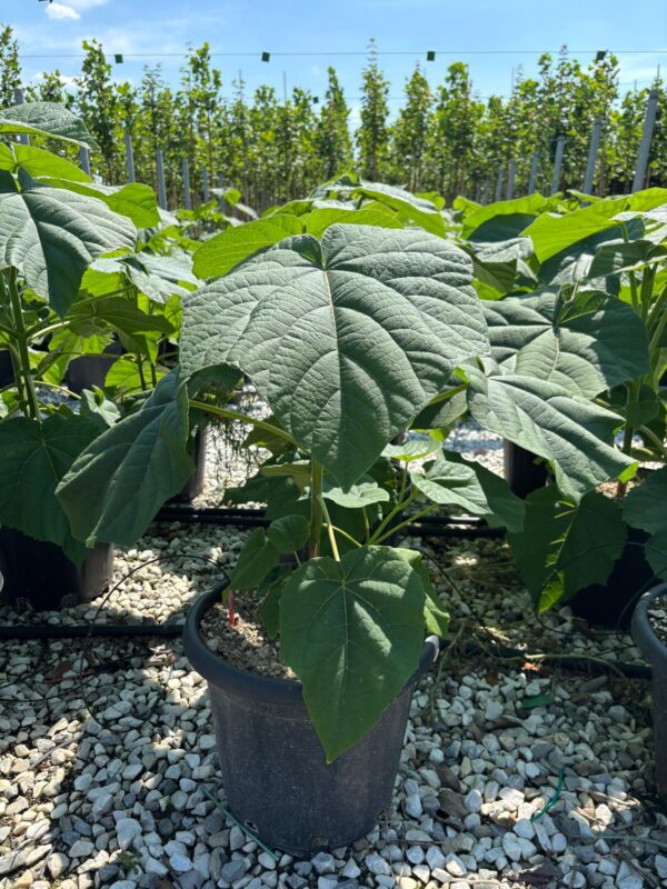 Paulownia fast blue