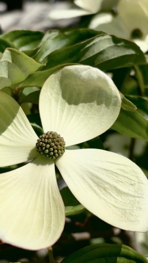 Cornus Milky Way fiore