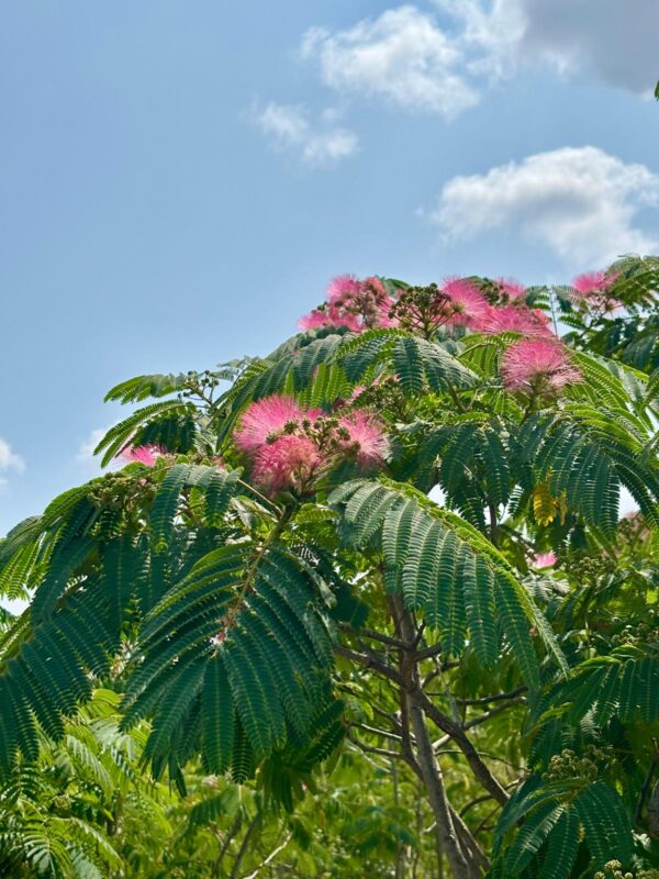 Albizia julibrissin fiore