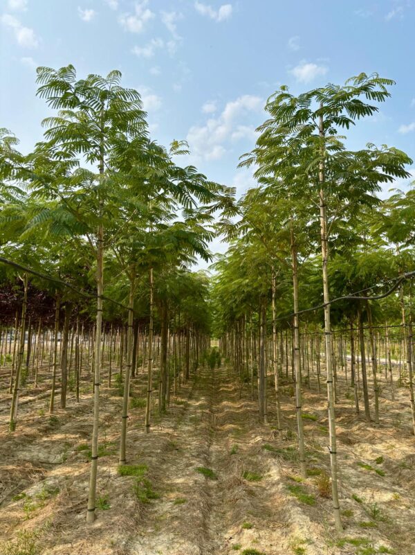 Albizia julibrissin albero