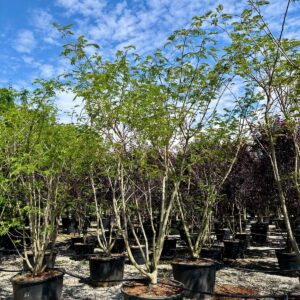 Albizia julibrissin cespuglio