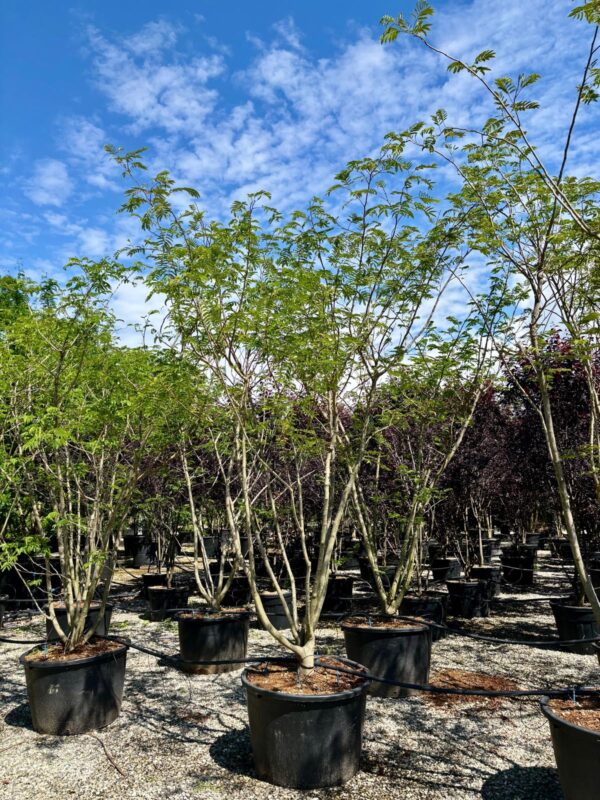 Albizia julibrissin cespuglio