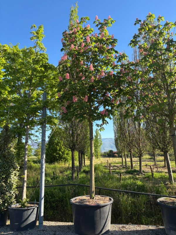 Aesculus carnea Briottii