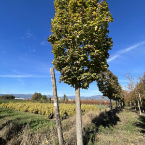 Acer platanoides columnare