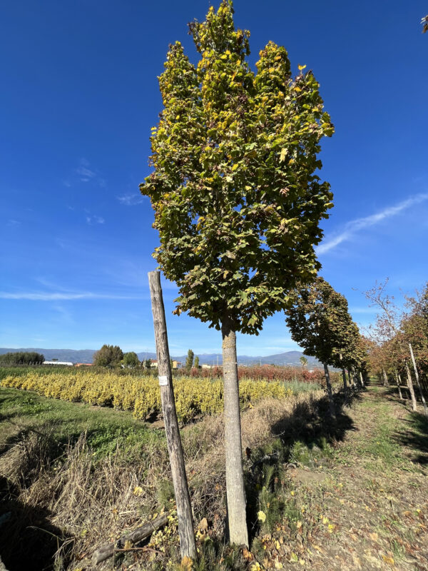 Acer platanoides columnare