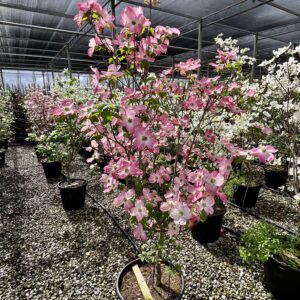 Cornus Florida Rubra