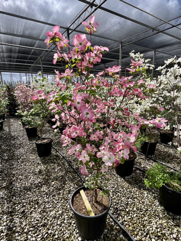 Cornus Florida Rubra