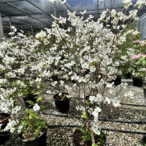 Cornus florida Rainbow