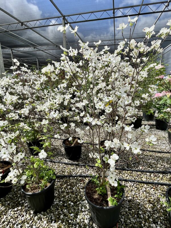 Cornus florida Rainbow