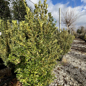 Euonymus japonicus aureopictus