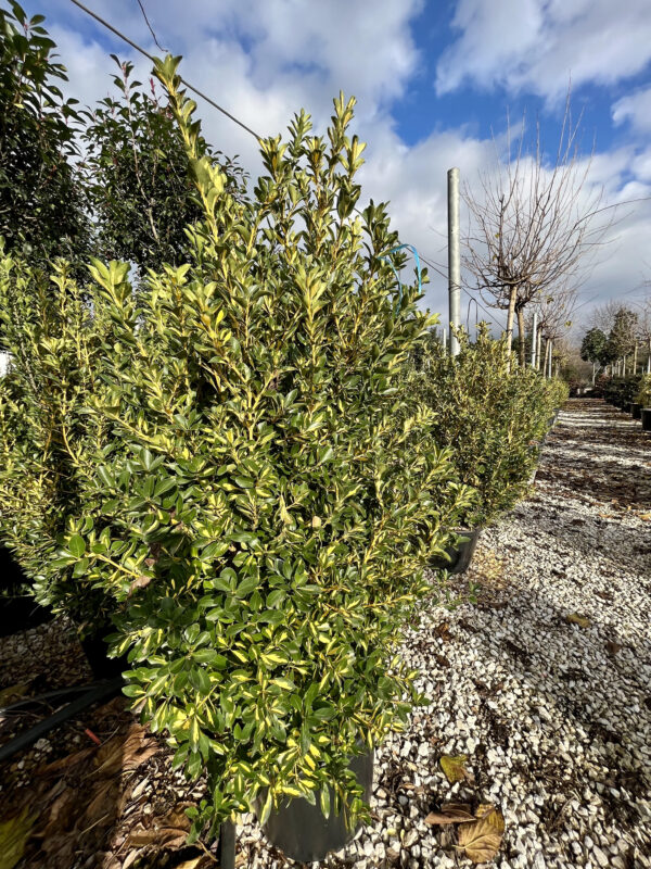 Euonymus japonicus aureopictus