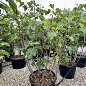 Ficus carica Rouge de Bordeaux