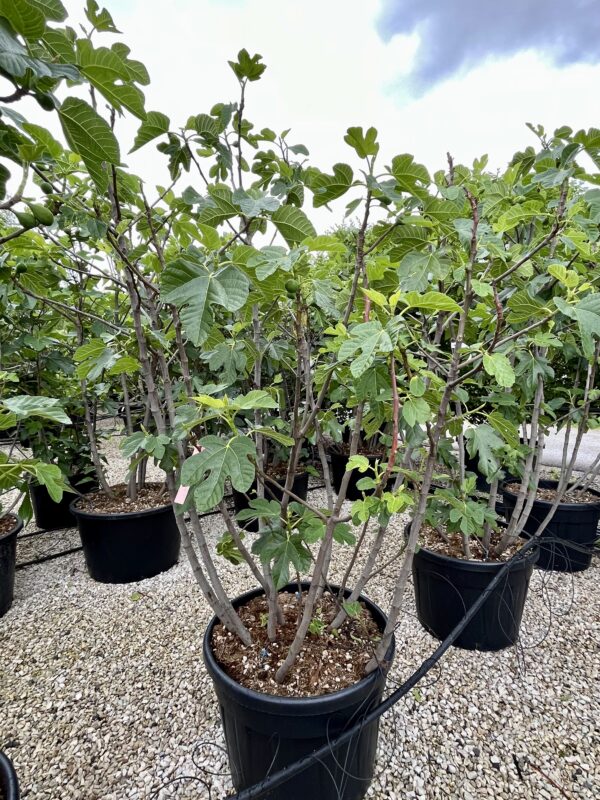 Ficus carica Rouge de Bordeaux