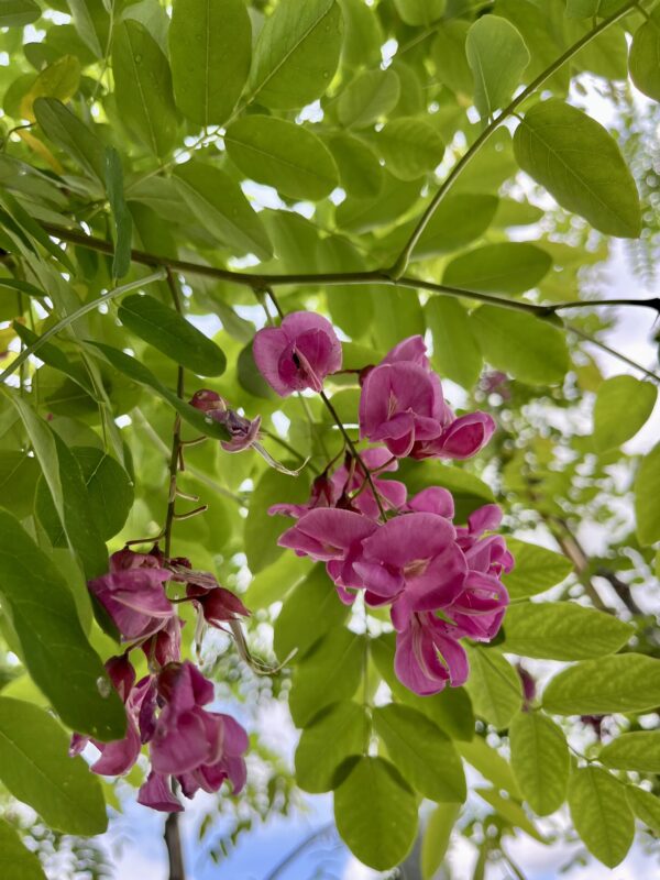 Fiori Robinia Casque Rouge