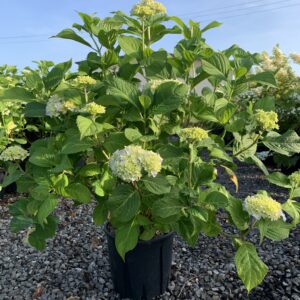 Hydrangea macrophylla