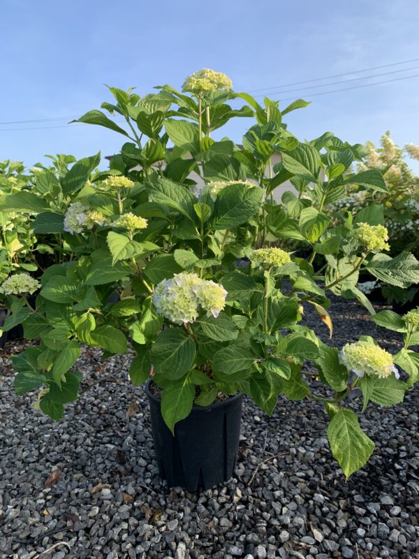 Hydrangea macrophylla