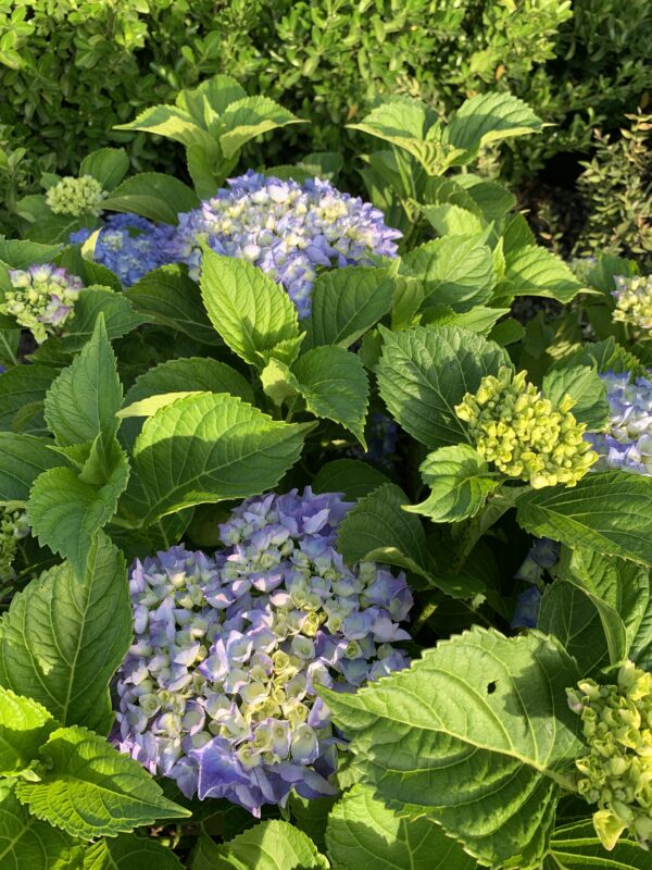 Hydrangea macrophylla viola