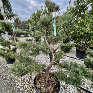 Juniperus pfitzeriana