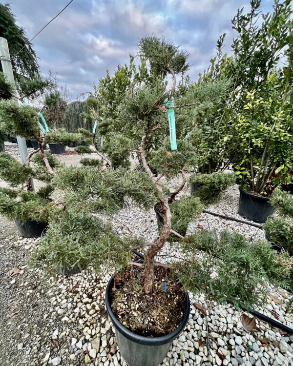 Juniperus pfitzeriana