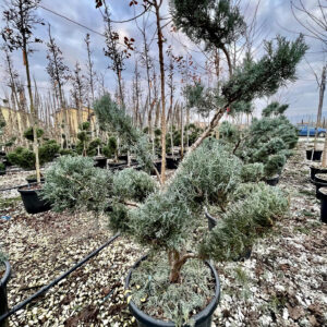 Juniperus pfitzeriana Glauca