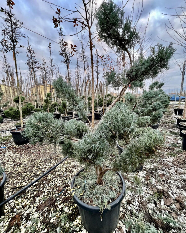 Juniperus pfitzeriana Glauca