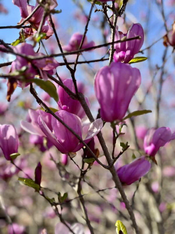 Magnolia Betty Blume