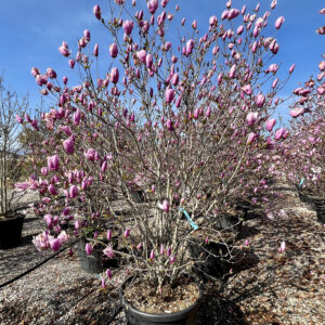 Magnolia Betty