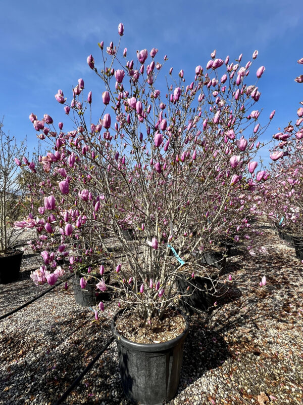 Magnolia Betty