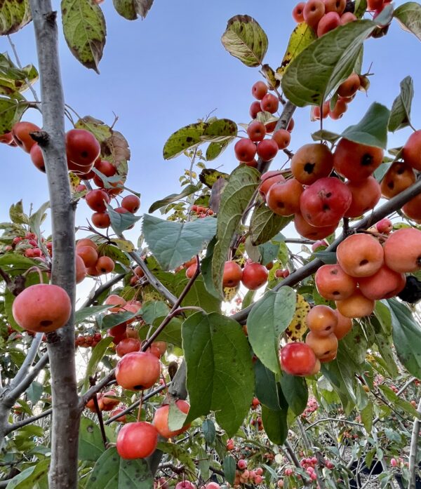 Malus Red Sentinel Frutti