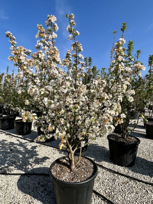 Malus evereste