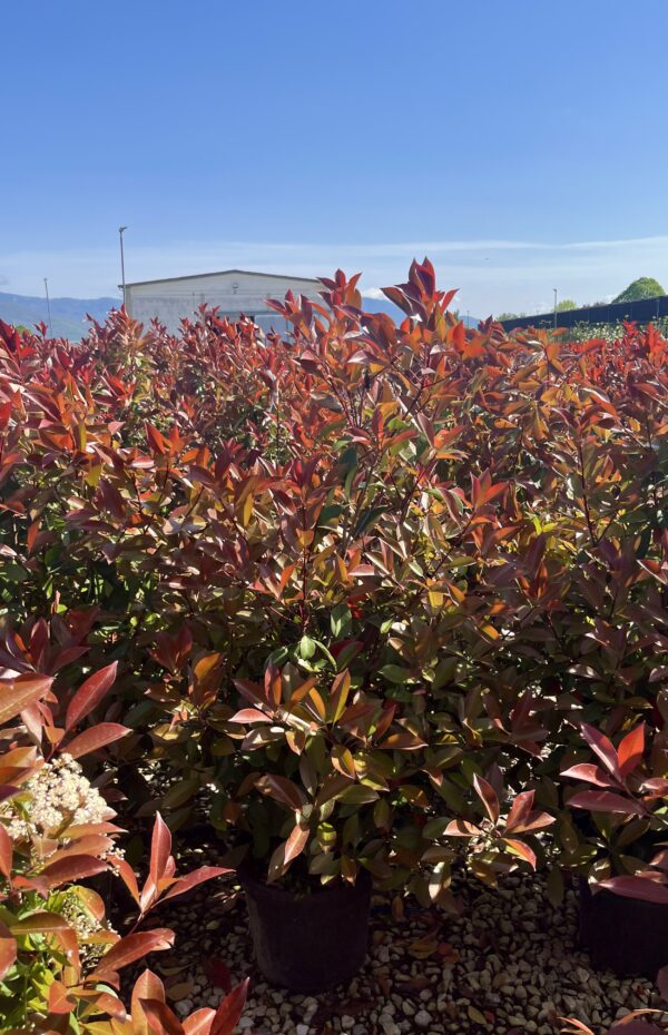 Photinia red robin