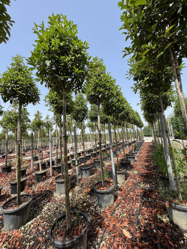 Photinia red robin Highstem