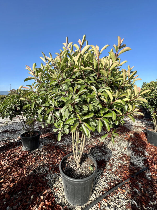 Photinia red robin Mushroom