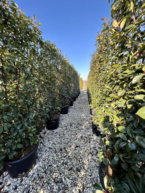 Photinia red robin Pleached